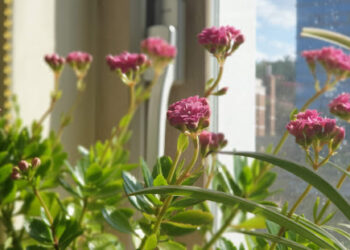 Witness South Korea’s Breathtaking Flower Spectacle: A Year-Round Guide