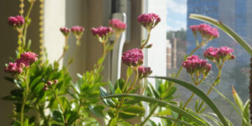 Witness South Korea’s Breathtaking Flower Spectacle: A Year-Round Guide